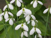 Galanthus bursanus ACQ151117-2 20251026 0006