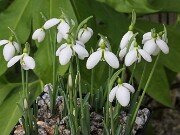 Galanthus bursanus ACQ151117-9 20251026 0002