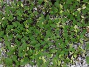 Helleborus niger variegated Seedlings 20250404 0001