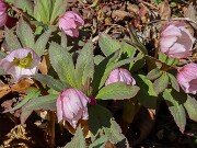 Helleborus thibetanus 20250307 0006