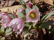 Helleborus thibetanus 20250307 0008