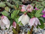 Helleborus thibetanus BO8005 20250224 0001