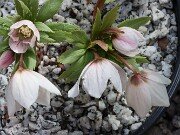 Helleborus thibetanus ex Olsen 20250217 0001