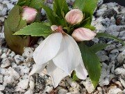 Helleborus thibetanus ex Olsen 20250217 0006