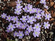Hepatica americana 20250404 0001