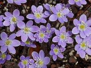 Hepatica americana 20250404 0002