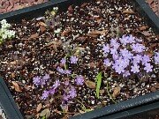 Hepatica americana 20250404 0010