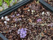 Hepatica americana 20250404 0011
