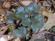 Hepatica americana 20250422 0001