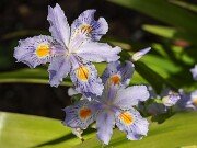 Iris japonica Eco Easter 20250427 0001