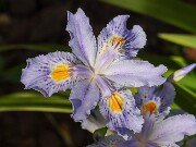 Iris japonica Eco Easter 20250427 0003