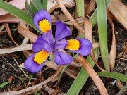 Iris verna ex Cobb Co. Ga. 20250427 0001