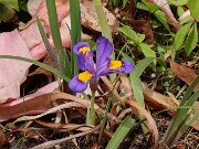 Iris verna ex Cobb Co. Ga. 20250427 0003