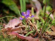 Iris verna ex Cobb Co. Ga. 20250427 0005