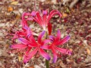 Lycoris Flaming Dragon 202508180001