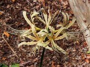 Lycoris Peach Chiffon 20250830 0005