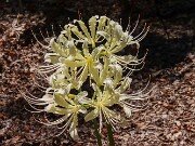 Lycoris x houdyshelii 20250823 0014
