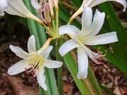 Lycoris x jinzheniae (sprengensis) Creamsickle 202508180001