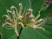 Lycoris x straminea Hill Beyond Hill 20250902 0004