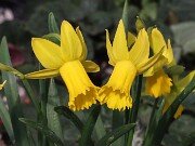 Narcissus AW2940-1-15 20250303 0005