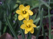 Narcissus AW3984-2-18 20250303 0002