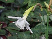 Narcissus AW4506-2-23 20250303 0006