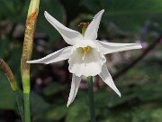 Narcissus AW4506-2-23 20250303 0007