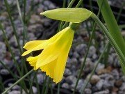 Narcissus Cedric Morris 20251128 0002