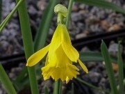 Narcissus Cedric Morris 20251128 0003