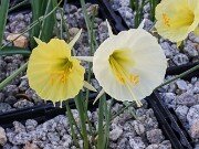 Narcissus Columba 20251216 0011