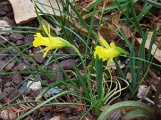 Narcissus asturiensis 20250316 0001