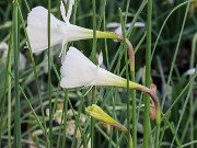 Narcissus cantabricus 20251128 0001