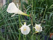 Narcissus cantabricus 20251128 0004