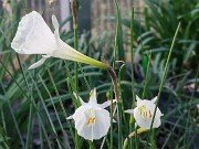 Narcissus cantabricus 20251128 0006