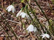 Acis valentina 20250830 0002