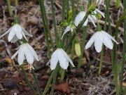 Acis valentina 20250902 0002