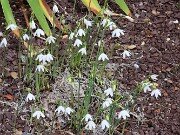 Acis valentina 20250902 0004