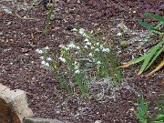 Acis valentina 20250902 0008