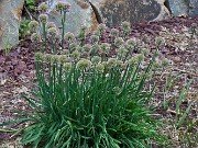 Allium Hybrid 20250902 0001