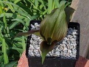 Allium aff. ovalifolium BO 202503129 0001