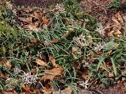 Amana (Tulipa) edulis 202503129 0001