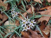 Amana (Tulipa) edulis 202503129 0007