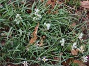 Amana (Tulipa) edulis 202503129 0008