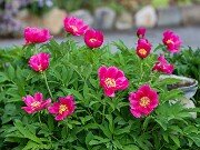 Paeonia arietina 20250426 0003