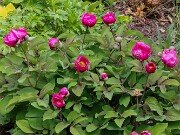 Paeonia caucasica 20250416 0001