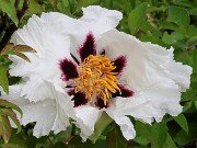 Paeonia ex rockii 20250426 0001