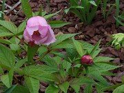 Paeonia mairei 20250404 0004
