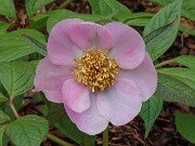 Paeonia mairei 20250404 0006