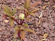 Paeonia obovata var willmottiana 20250416 0001