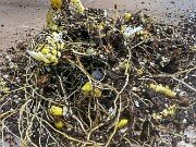 Lilium canadense 20251030 0001